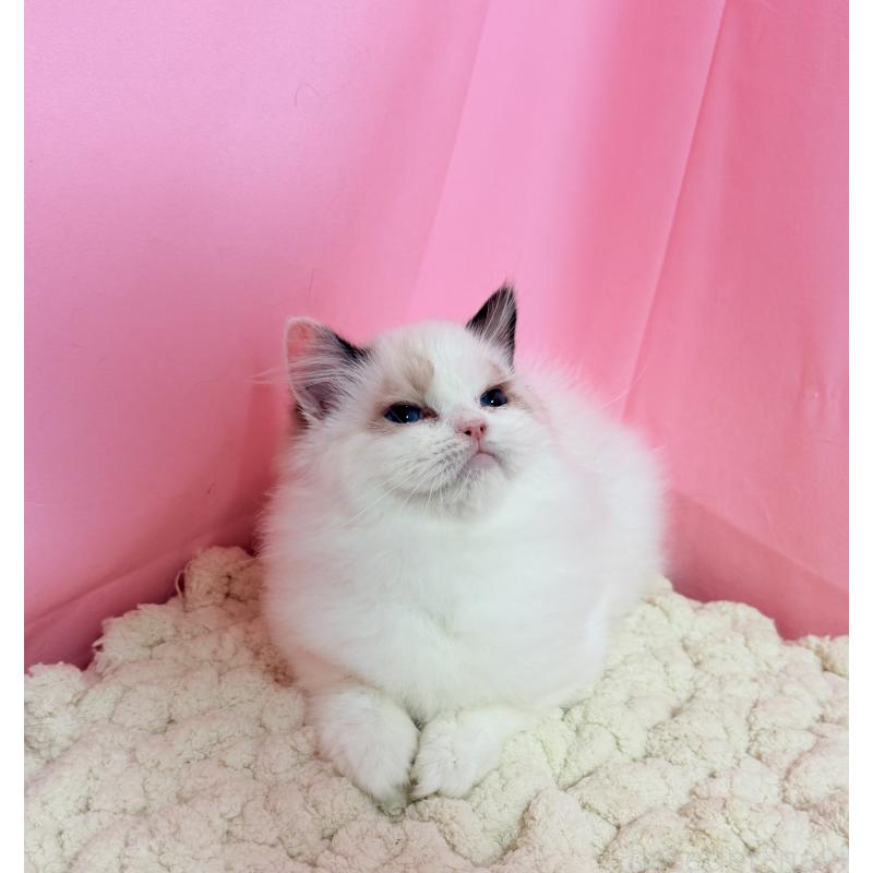 販売中の東京都のラグドール-136829の2枚目