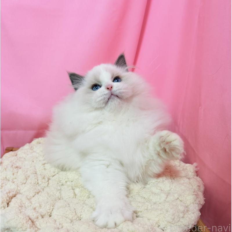 成約済の東京都のラグドール-134777の8枚目