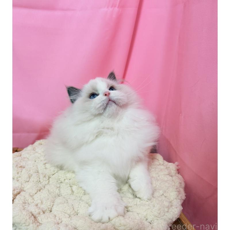 成約済の東京都のラグドール-134777の7枚目