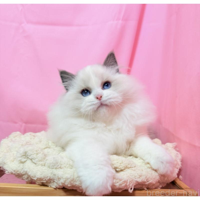 成約済の東京都のラグドール-134777の6枚目