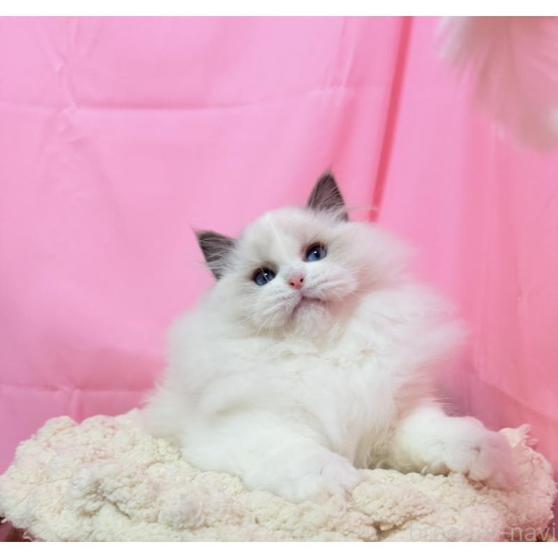 成約済の東京都のラグドール-134777の5枚目