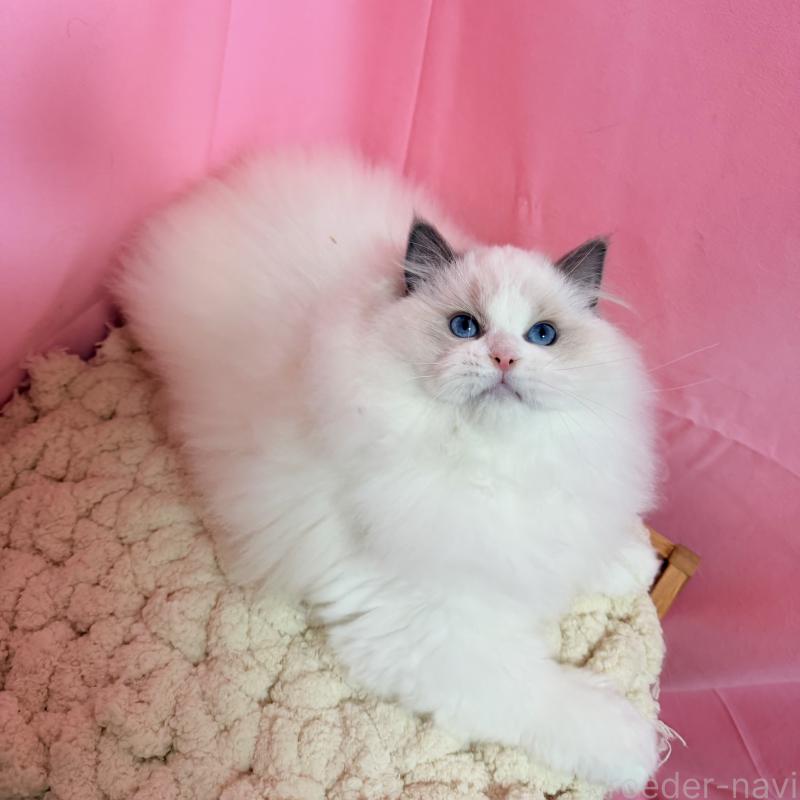 成約済の東京都のラグドール-134777の4枚目