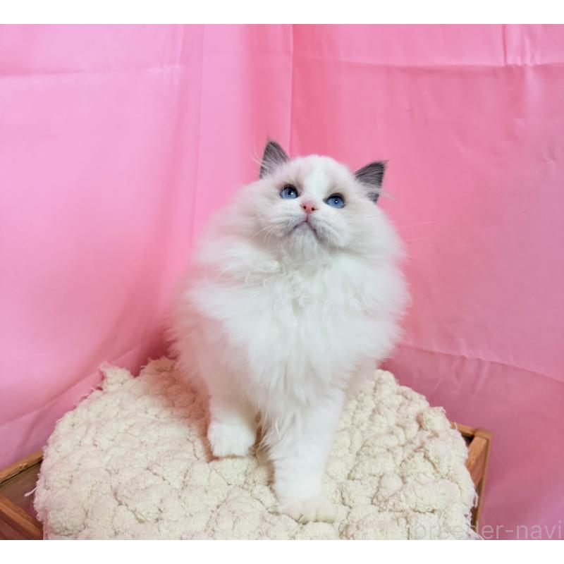 成約済の東京都のラグドール-134777の3枚目