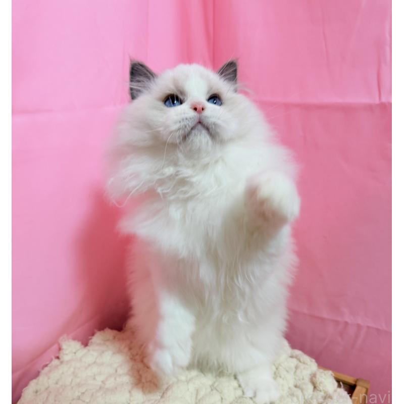 成約済の東京都のラグドール-134777の2枚目