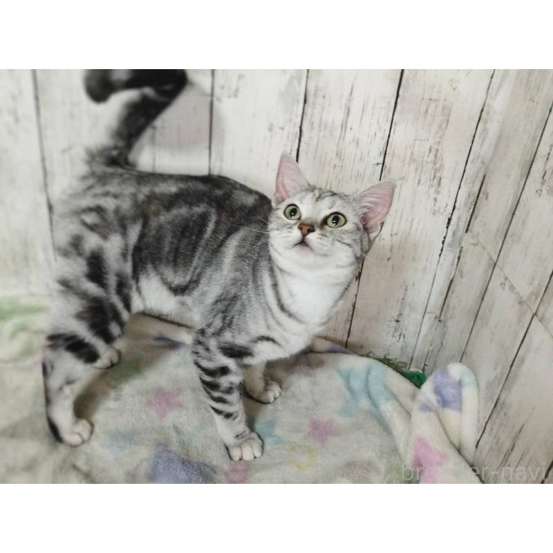 販売中の三重県のアメリカンショートヘア-122398の5枚目