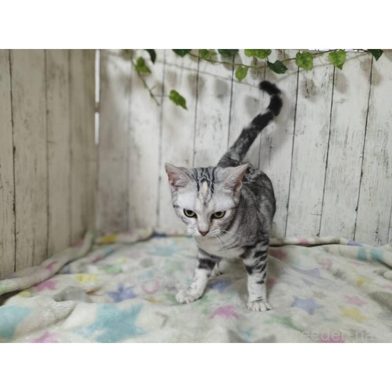 販売中の三重県のアメリカンショートヘア-122398の4枚目