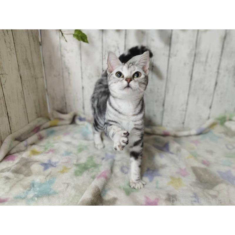 販売中の三重県のアメリカンショートヘア-122398の3枚目