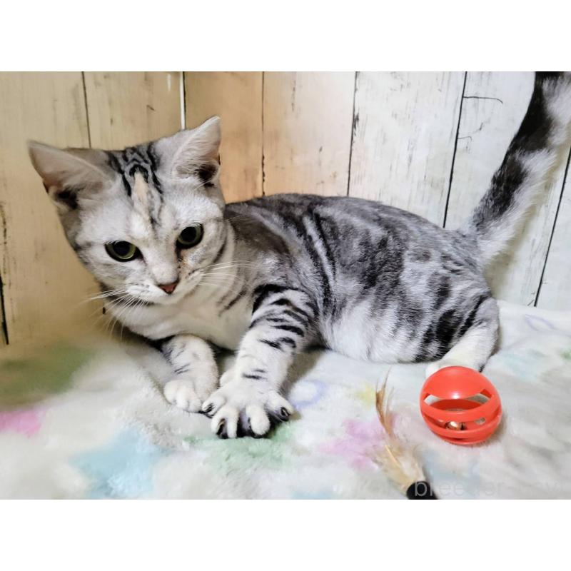 販売中の三重県のアメリカンショートヘア-122398の2枚目