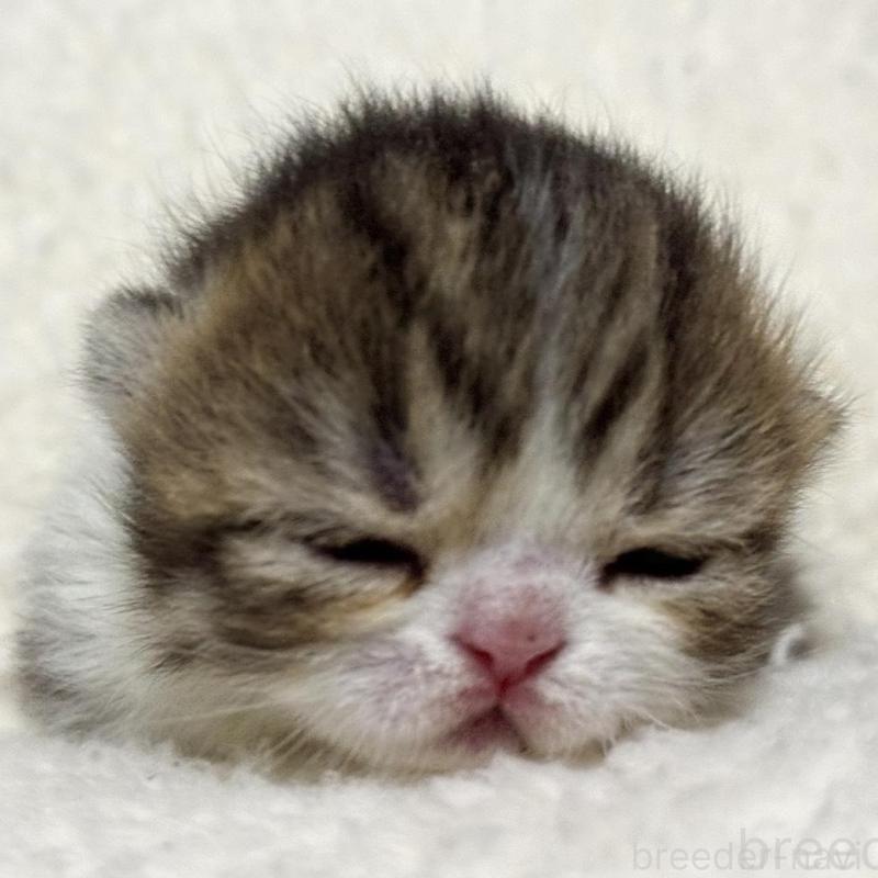 販売中の岐阜県のミヌエット(短足)-136831の7枚目