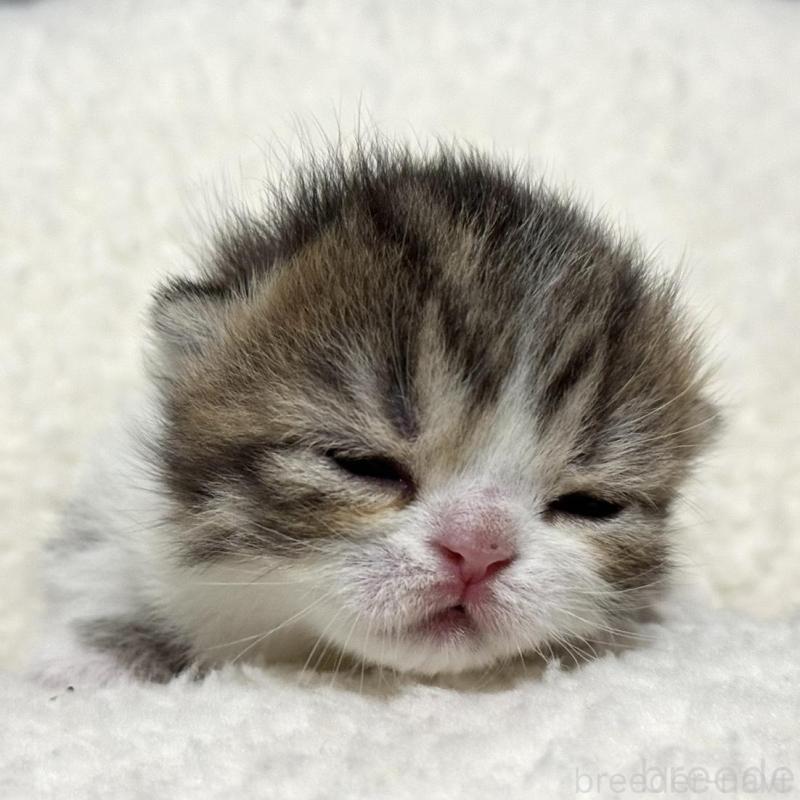 販売中の岐阜県のミヌエット(短足)-136831の6枚目