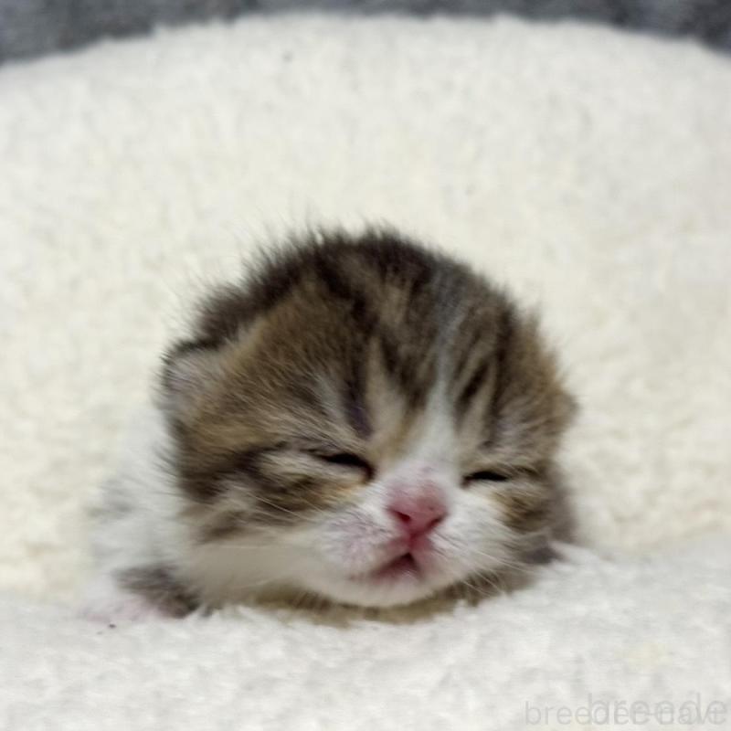 販売中の岐阜県のミヌエット(短足)-136831の5枚目