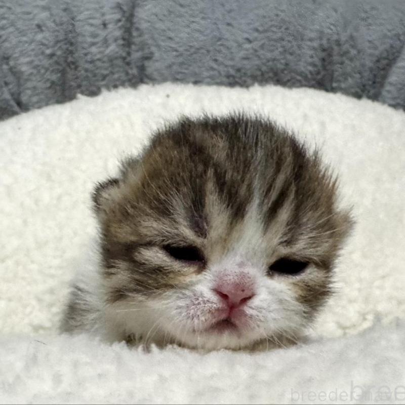 販売中の岐阜県のミヌエット(短足)-136831の4枚目