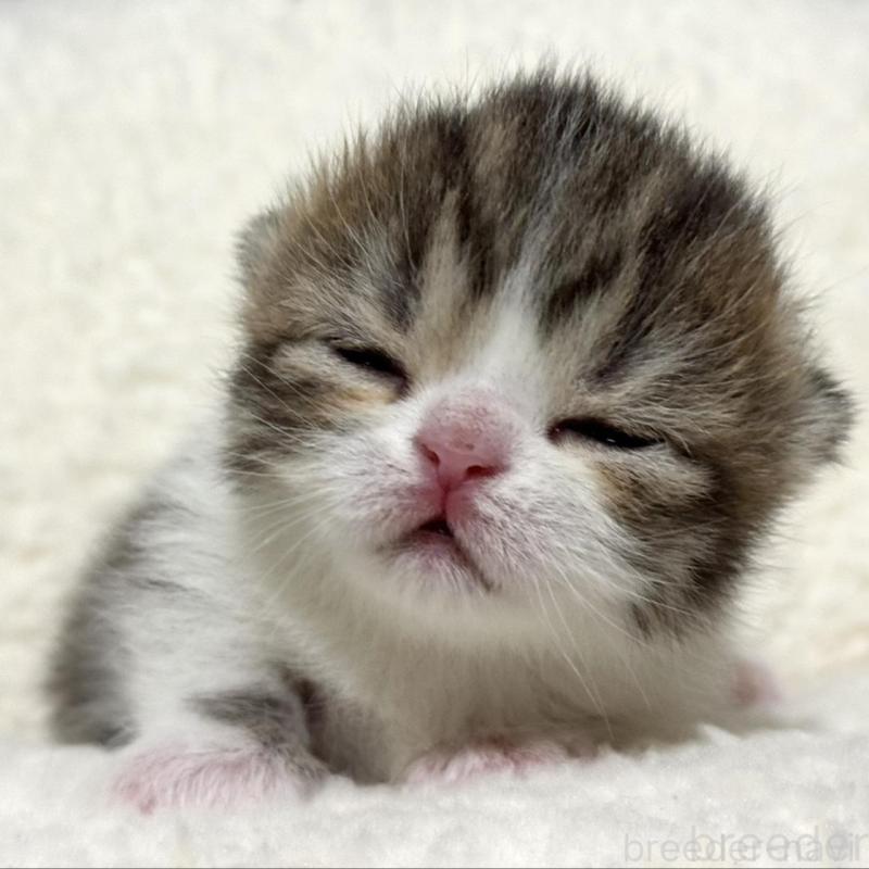 販売中の岐阜県のミヌエット(短足)-136831