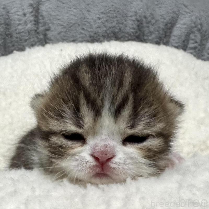 販売中の岐阜県のミヌエット(短足)-136831の2枚目