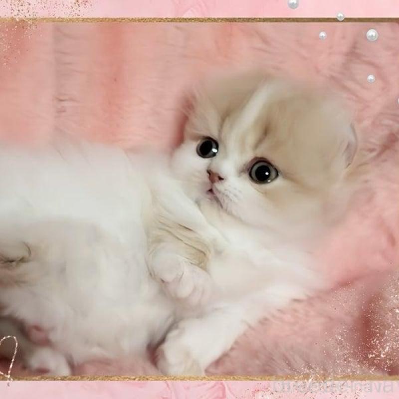 販売中の愛媛県のミヌエット(短足)-136832の6枚目