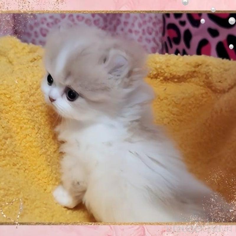 販売中の愛媛県のミヌエット(短足)-136832の5枚目