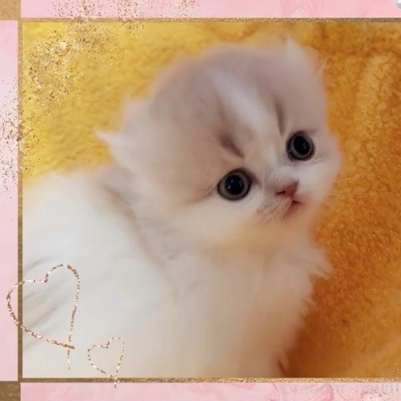 販売中の愛媛県のミヌエット(短足)-136832の4枚目