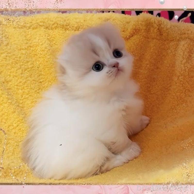 販売中の愛媛県のミヌエット(短足)-136832の3枚目