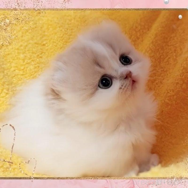 販売中の愛媛県のミヌエット(短足)-136832の1枚目