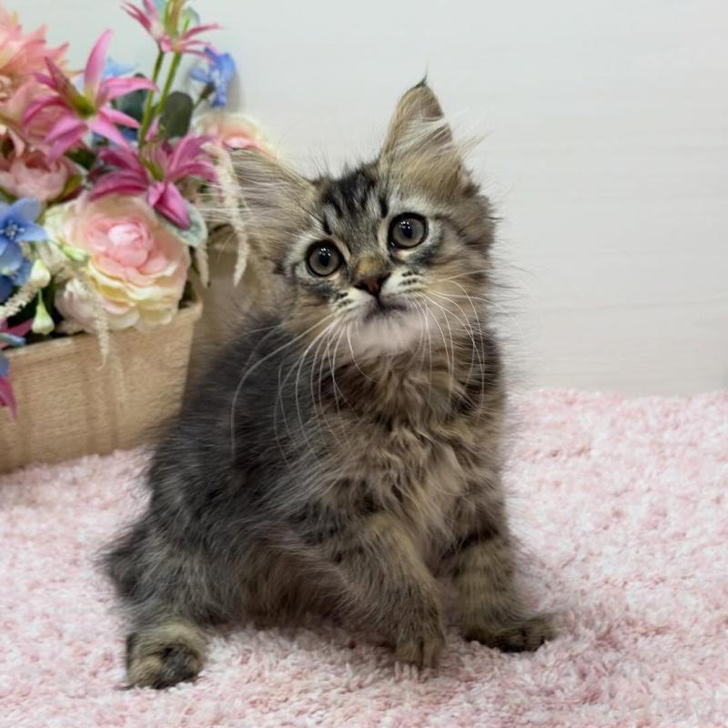 販売中の東京都のラガマフィン-136833