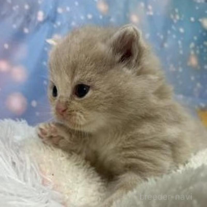 販売中の大阪府のスコティッシュフォールド-136834の5枚目