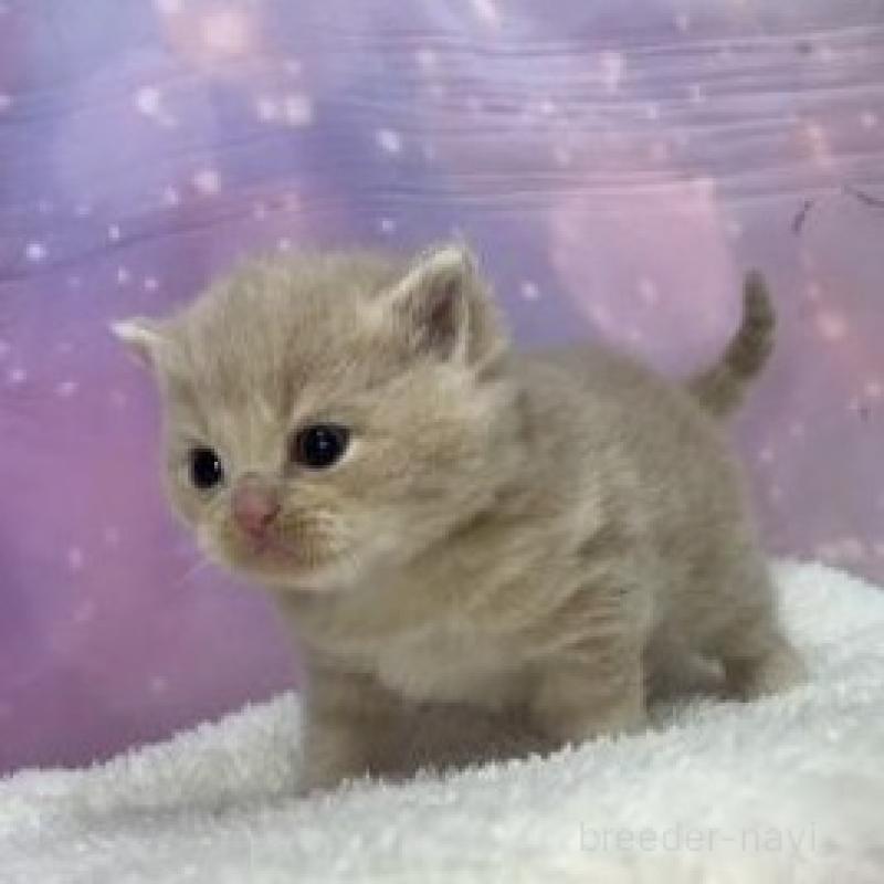 販売中の大阪府のスコティッシュフォールド-136834の3枚目