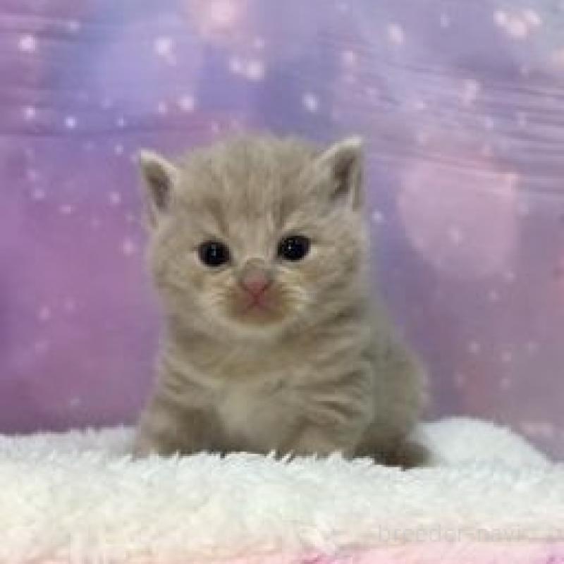 販売中の大阪府のスコティッシュフォールド-136834の2枚目