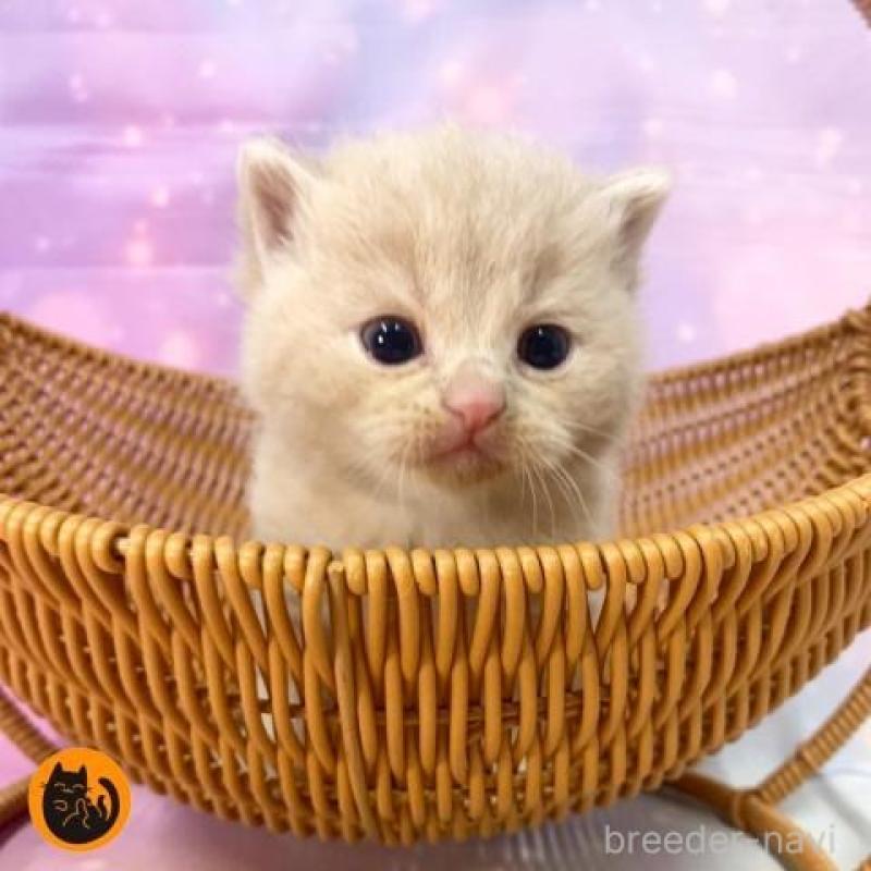 販売中の大阪府のスコティッシュフォールド-136834の1枚目