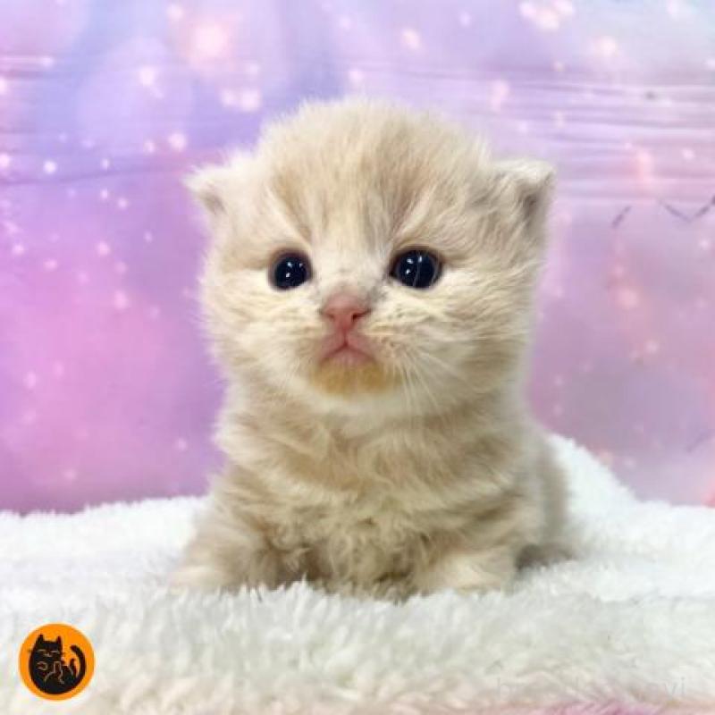 販売中の大阪府のスコティッシュフォールド-136835の1枚目