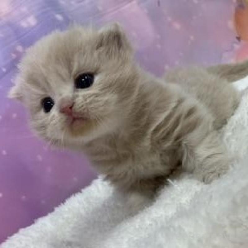 販売中の大阪府のスコティッシュフォールド-136835の6枚目