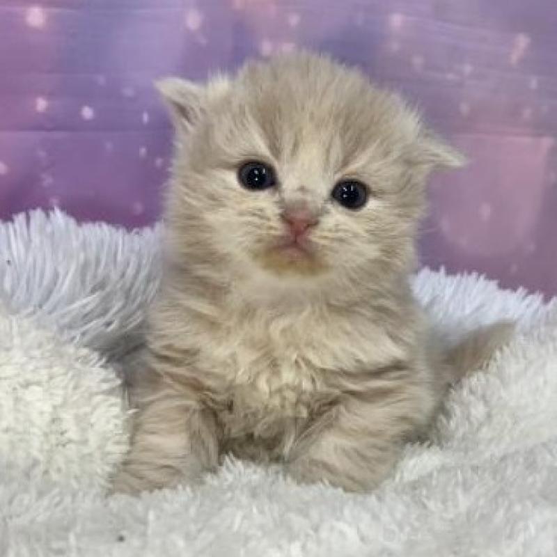 販売中の大阪府のスコティッシュフォールド-136835の5枚目