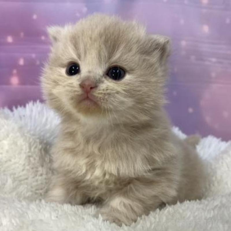 販売中の大阪府のスコティッシュフォールド-136835の3枚目