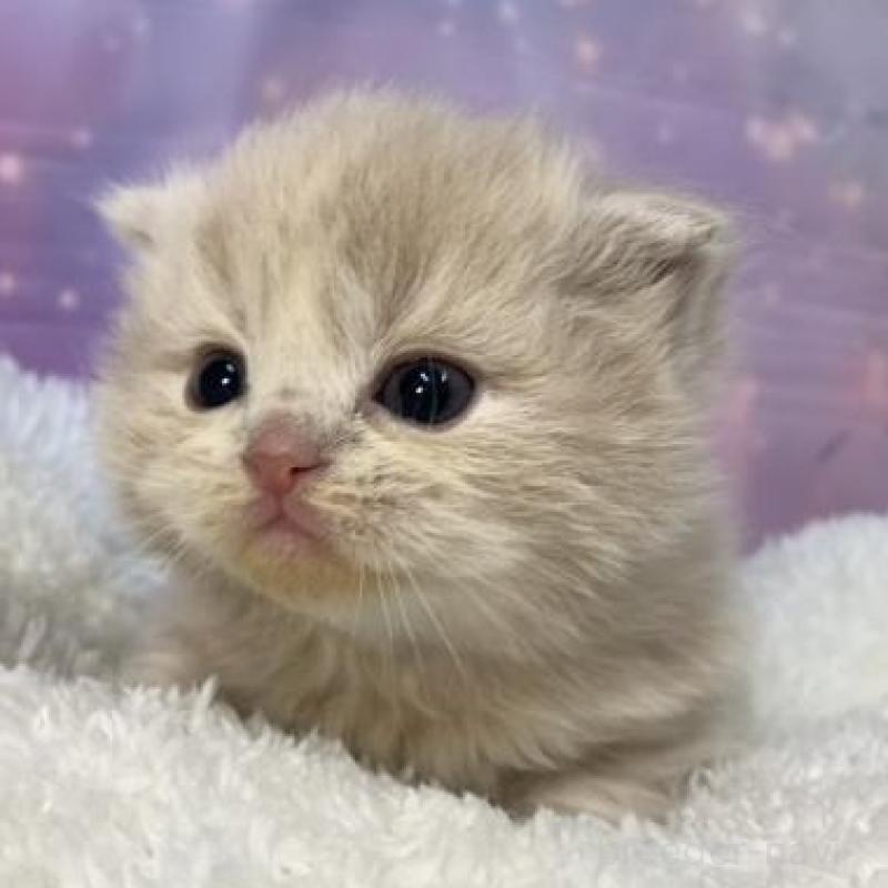 販売中の大阪府のスコティッシュフォールド-136835の2枚目