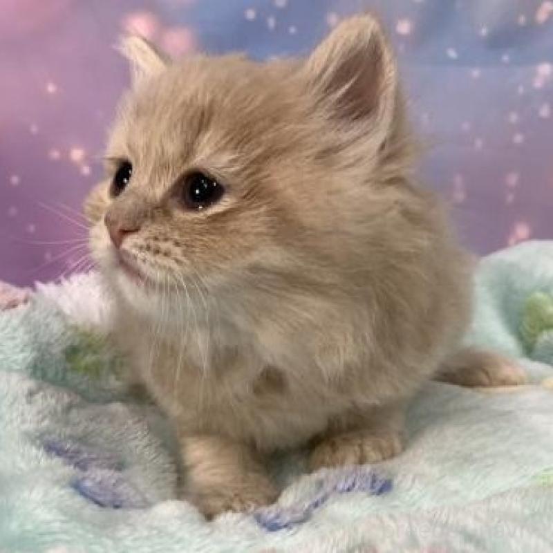 販売中の大阪府のスコティッシュフォールド-136836の6枚目