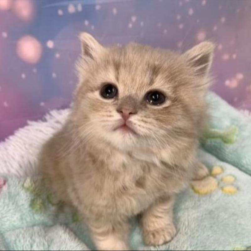 販売中の大阪府のスコティッシュフォールド-136836の5枚目