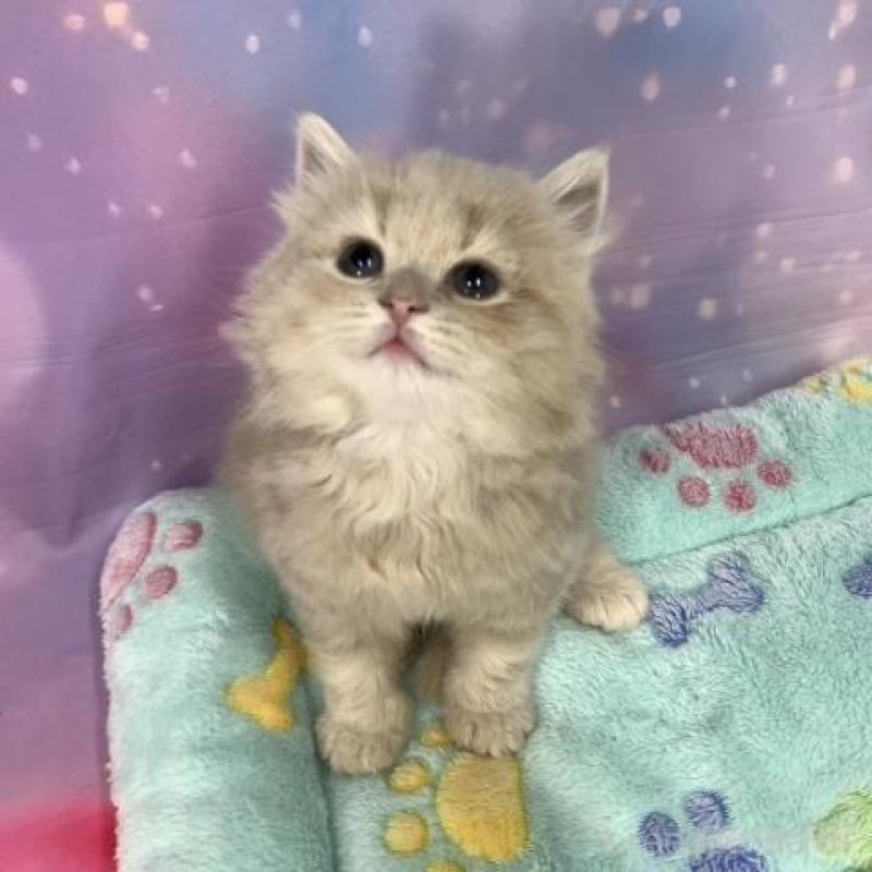 販売中の大阪府のスコティッシュフォールド-136836の4枚目