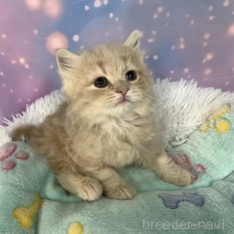 販売中の大阪府のスコティッシュフォールド-136836の2枚目