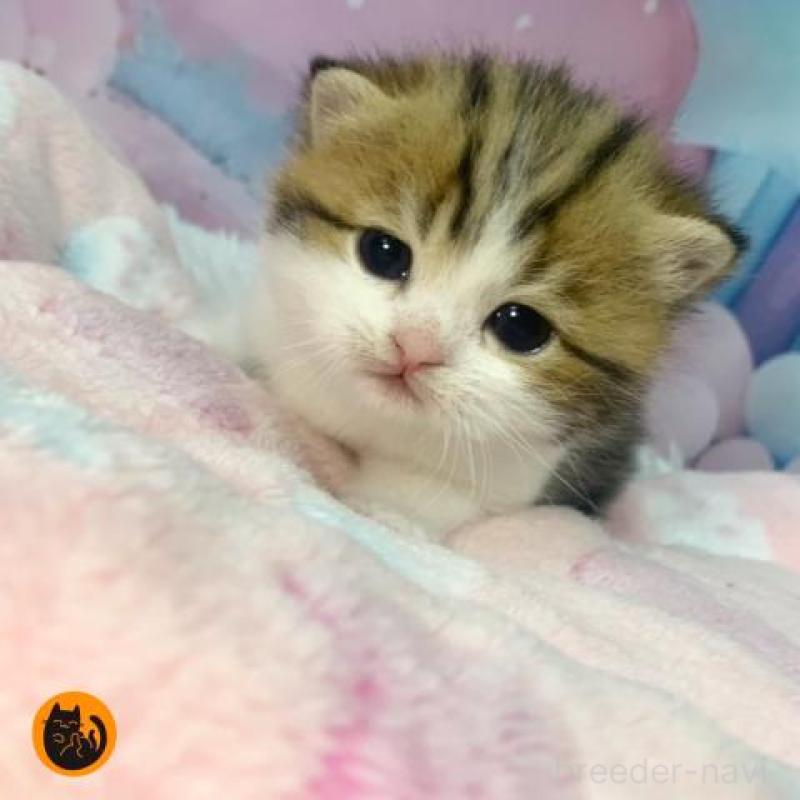 販売中の大阪府のスコティッシュフォールド-136837