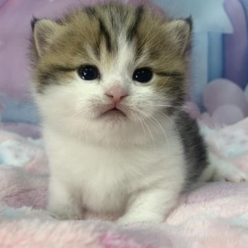 販売中の大阪府のスコティッシュフォールド-136837の5枚目