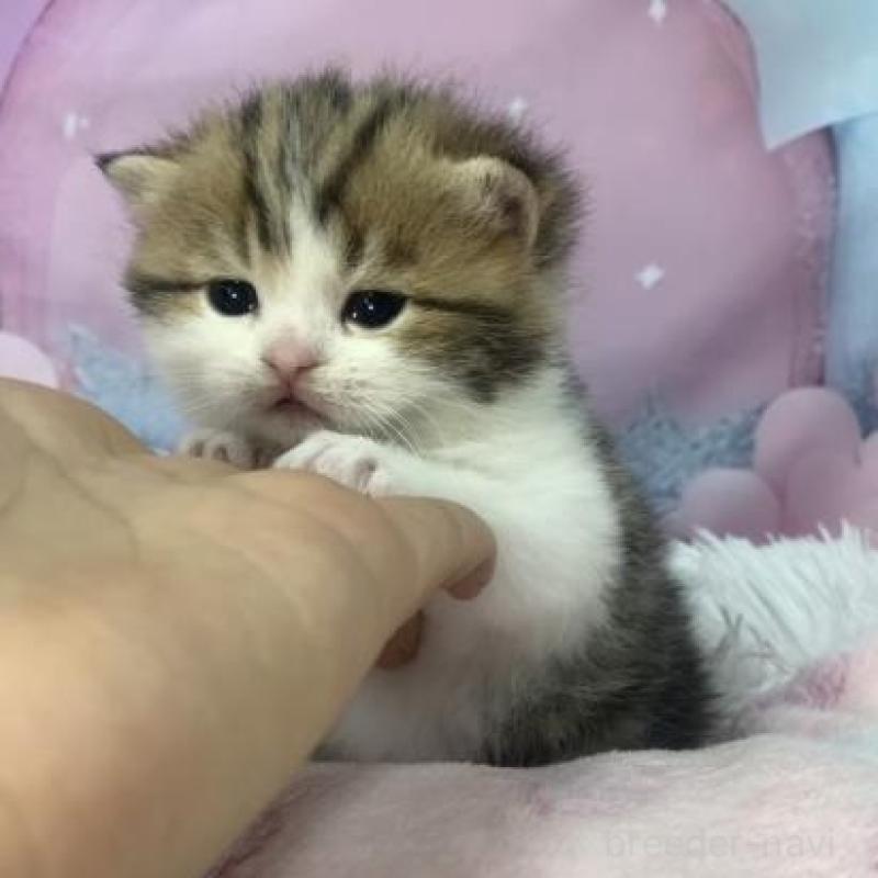 販売中の大阪府のスコティッシュフォールド-136837の4枚目