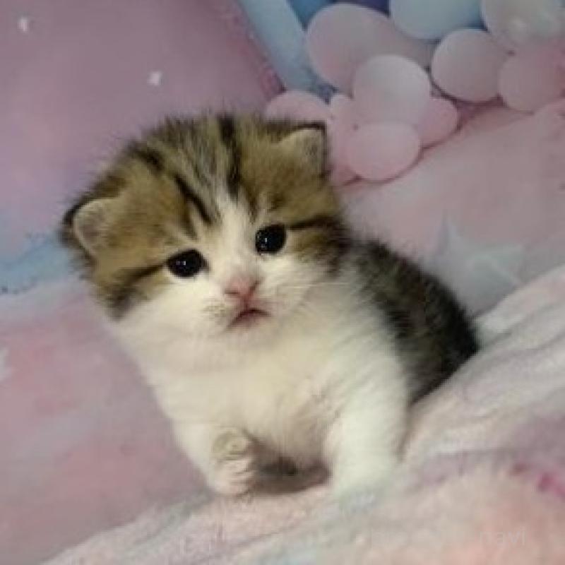 販売中の大阪府のスコティッシュフォールド-136837の3枚目