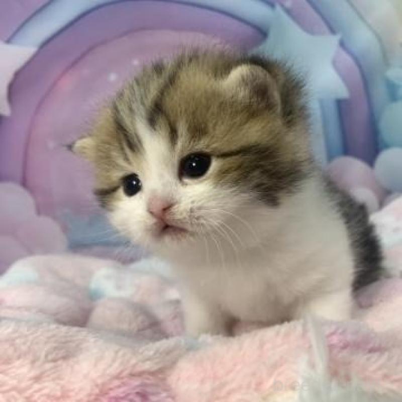 販売中の大阪府のスコティッシュフォールド-136837の2枚目