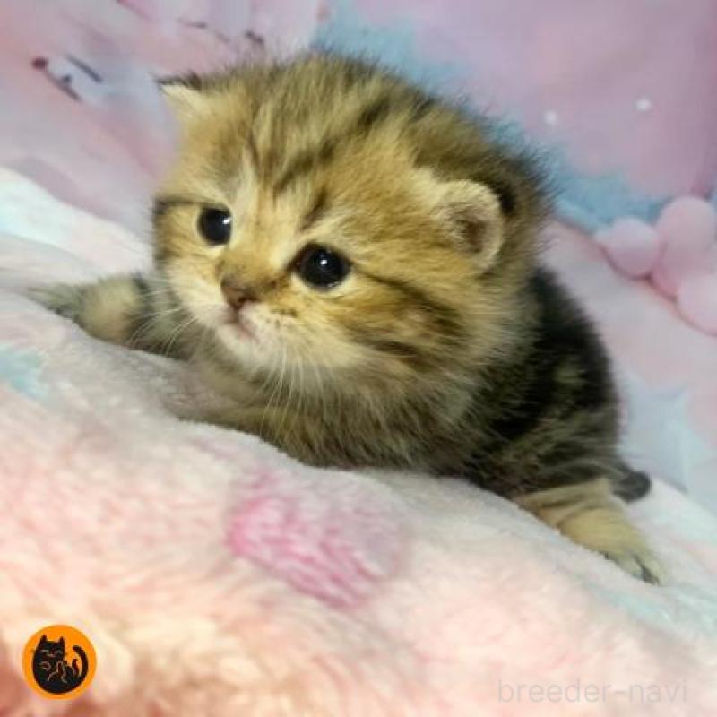 販売中の大阪府のスコティッシュフォールド-136838