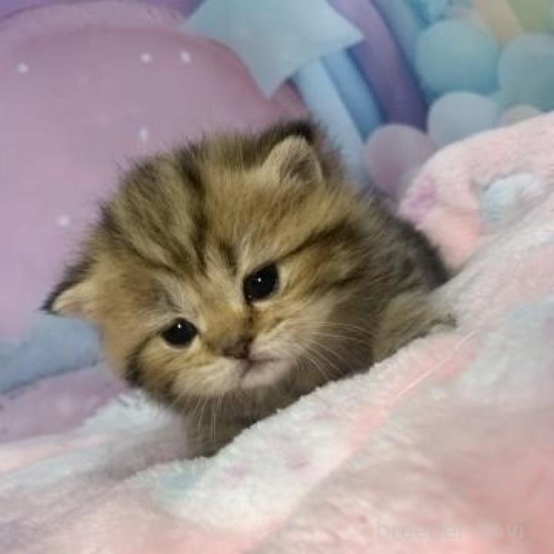 販売中の大阪府のスコティッシュフォールド-136838の6枚目