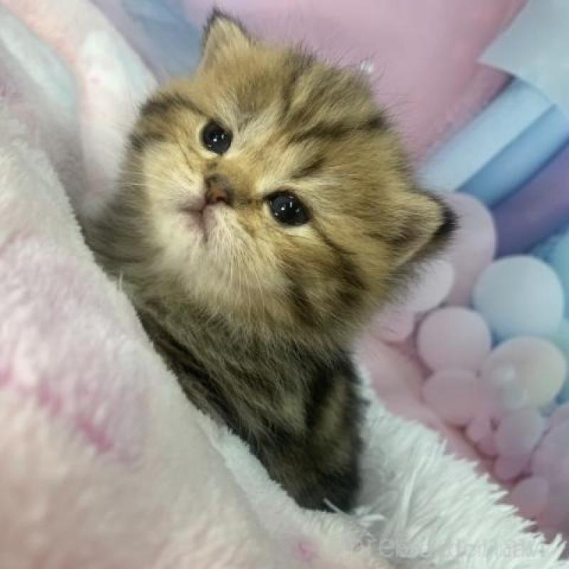 販売中の大阪府のスコティッシュフォールド-136838の4枚目