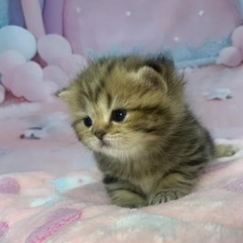 販売中の大阪府のスコティッシュフォールド-136838の3枚目