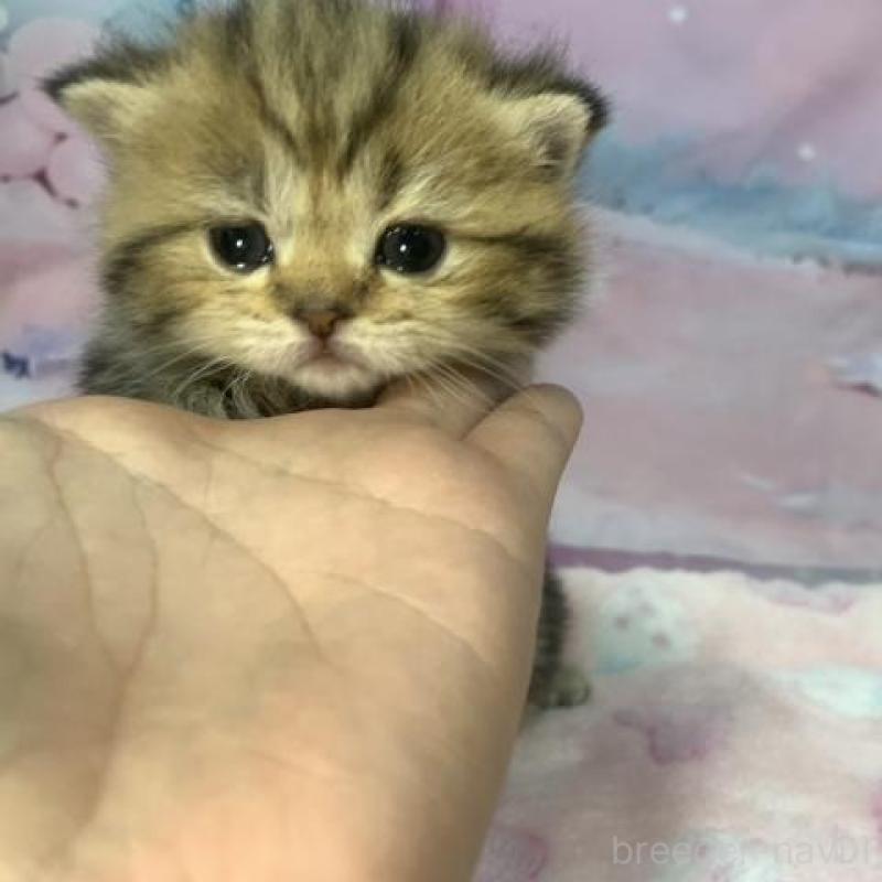 販売中の大阪府のスコティッシュフォールド-136838の2枚目