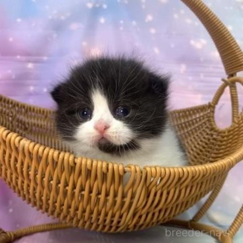 販売中の大阪府のスコティッシュフォールド-136839の6枚目