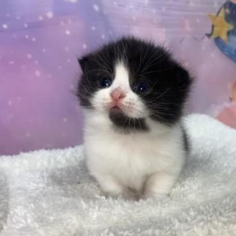 販売中の大阪府のスコティッシュフォールド-136839の5枚目