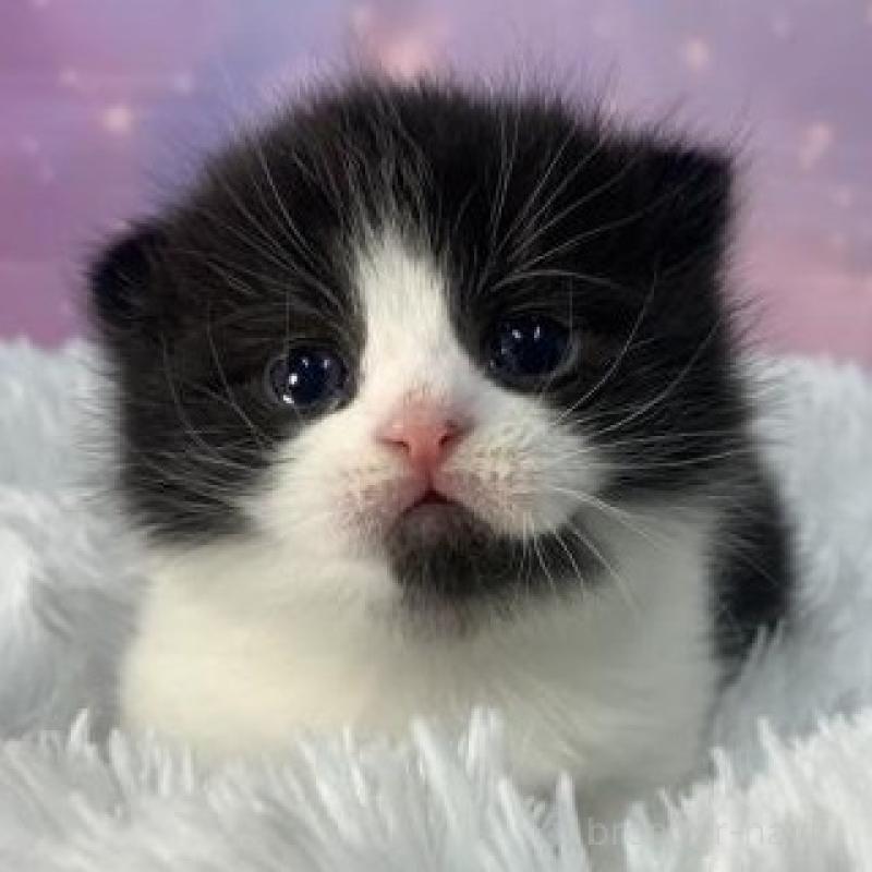 販売中の大阪府のスコティッシュフォールド-136839の4枚目